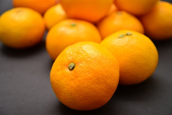 【青戸・松戸発】海鮮浜焼き&みかん狩り ドイツ村でイルミネーション観賞<コースNo.25-1083-D>(京成トラベル)3